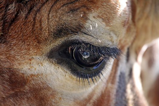 Portrait of a eye from  beautiful  giraffe