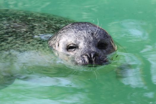 rescuet California Harbor Seal (Phoca vitulina richardsi)