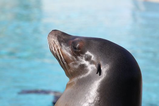 rescuet California Harbor Seal (Phoca vitulina richardsi)