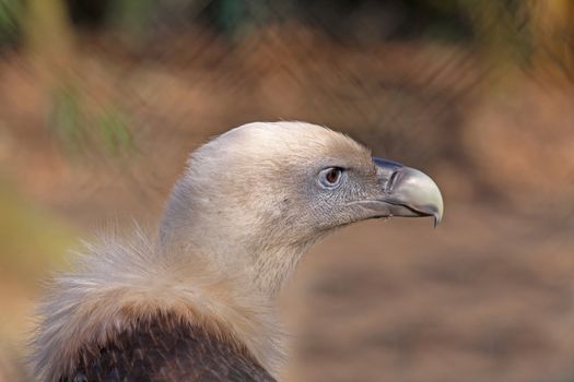 half portrait of a griffon vulture, Gyps fulvus,