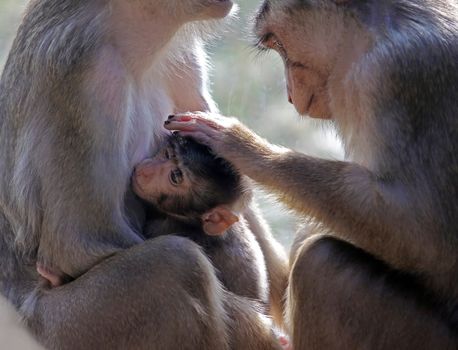 cute Family of monkeys with a little Baby