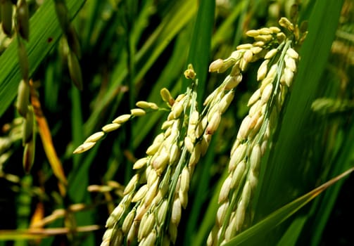 Stalk of rice that almost ripen 