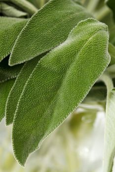 Fresh sage leaves on a white background