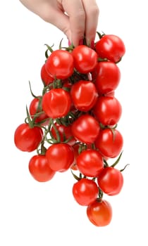Bunch cherry tomatoes in hand on white background