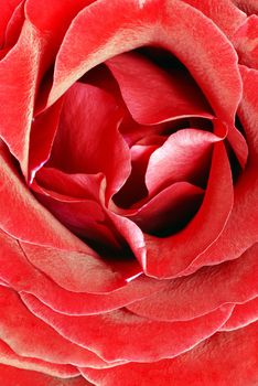 gorgeous blooming red rose flower closeup macro