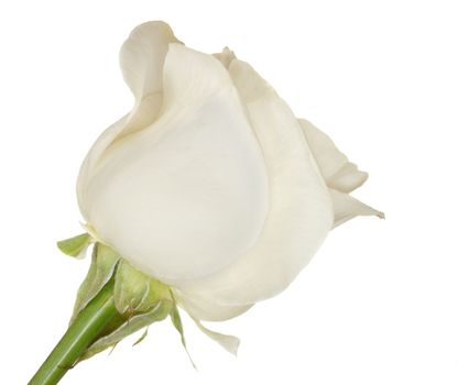 blooming one white rose flower side view isolated over white background