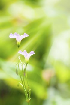 Pink flowers under sunshine in spring