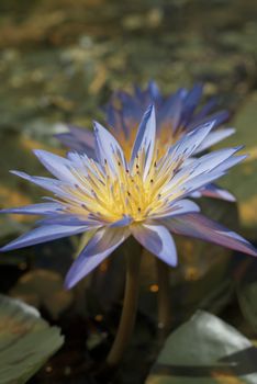 Tropical purple water lily on green leaves background