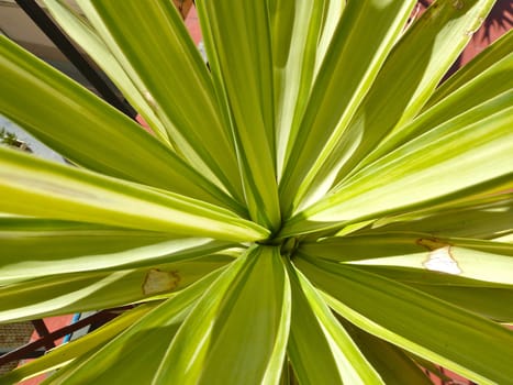 closeup on the leaves of a green yucca plant