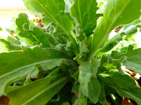 closeup on the leaves of a green plant