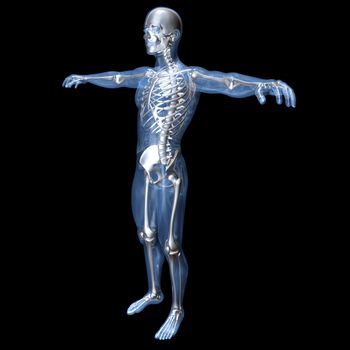 A medical visualization of human anatomy. 3D rendered Illustration. 