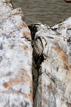 Close up of old driftwood lying on the beach.