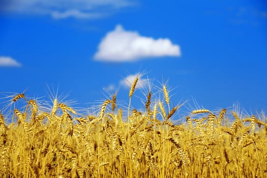 field of a golden wheat before harvesting on a background blue sky