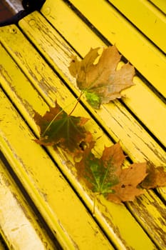 Maple leaves lie on a wooden bench in autumn day