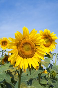 Ripe bright sunflower growing on a farmer field in the late summer