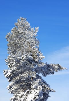 Evergreen pine covered by a snow on the eve of Christmas