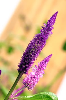 Beautiful purple decorative  flower on a blurred background