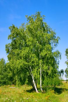 birch with a brightly green leaf on a background clean sky