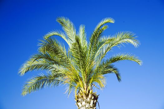 single tropical palm on a background clear blue sky