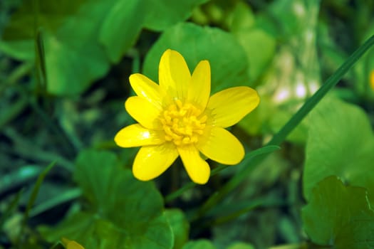 yellow spring flower on a green bright background