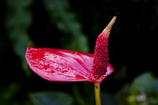 Zoomed red flower with one opened wet leaf