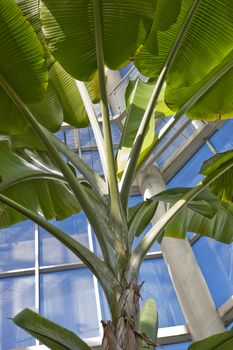 Usual palm leafs branched and illuminated by sun