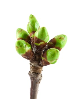 Cherry buds on white background