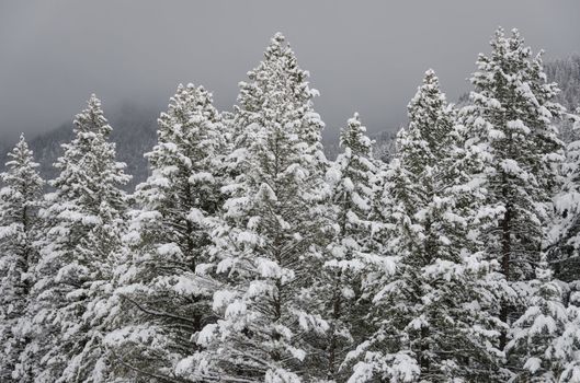 Coniferous forest after heavy snow and clearing storm over Hyalite Canyon, Gallatin National Forest, Montana, USA