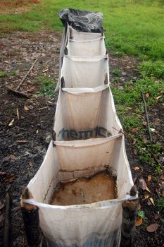 Bags with rubber on rubber plantation in Papua New Guinea