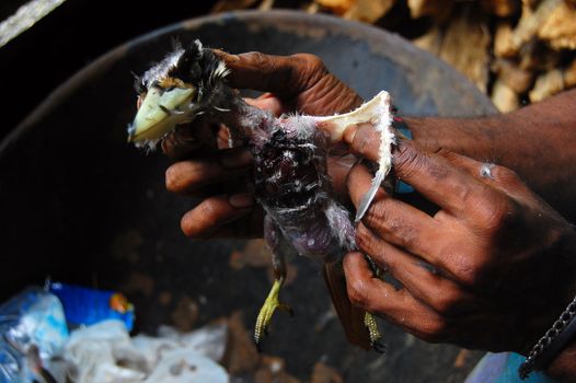 Wild dead bird in the hands just before cooking, village in Papua New Guinea