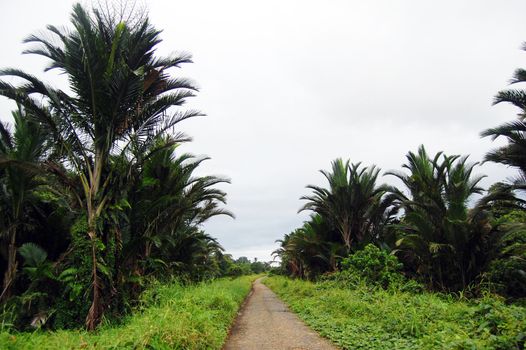 Gravel road through the jungle in Papua New Guinea