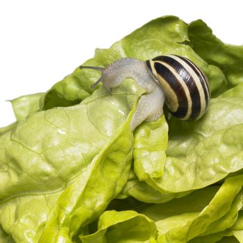 studio photography of a Grove snail on fresh green lettuce