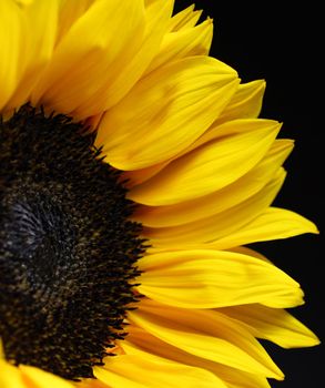 Sunflower Closeup on a Black Background