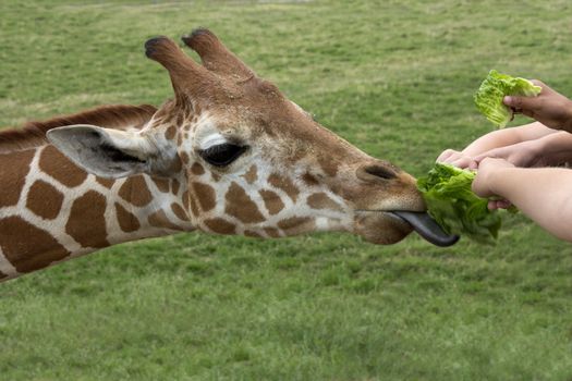 Young hands feed lettuce to a hungry giraffe with a black tongue