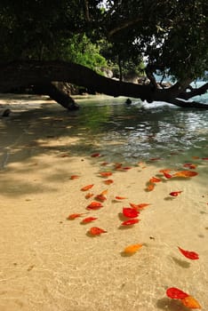 Surin island national park in Thailand