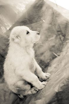 White central asian puppy
