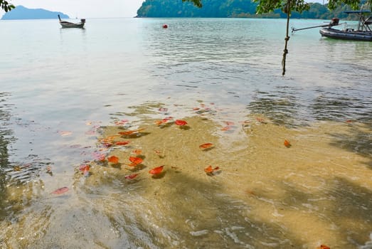 Surin island national park in Thailand