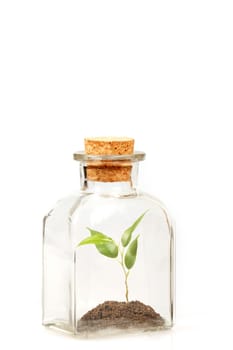 small green plantation in transparent glass bottle on white background