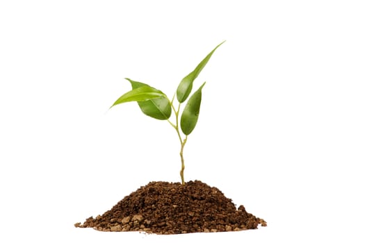 Young green plant on a white background 