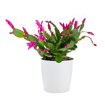 Easter Cactus (Rhipsalidopsis cactus) in a white flowerpot on white background.