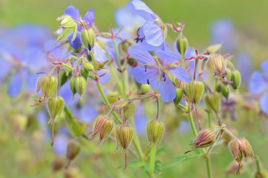 Blue flowers