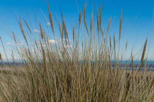 Looking through the grass on the sand dunes towards the sea.
Taken in Kent UK