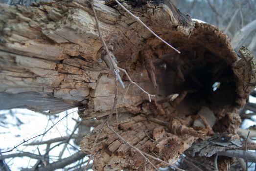 A hollowed out log sits quietly in the winter woods