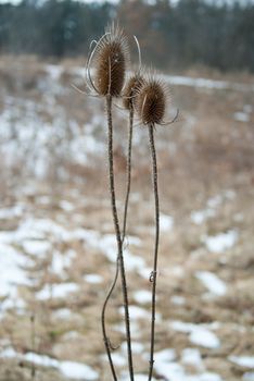 abstract background backgrounds detail details family field fields meadow meadows nature sharp weed weeds