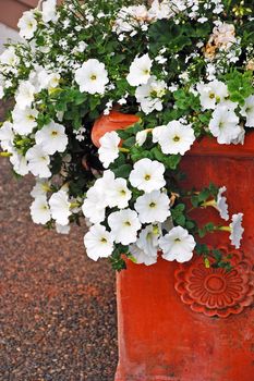 White petunias in brown planter