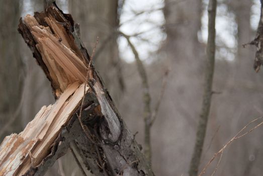 A weather damaged tree sits in the forest