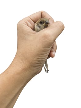 Sparrow held in Thai woman hand isolated on white background with clipping path