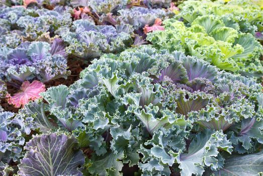 Fresh violet Cabbage (brassica oleracea) plant leaves