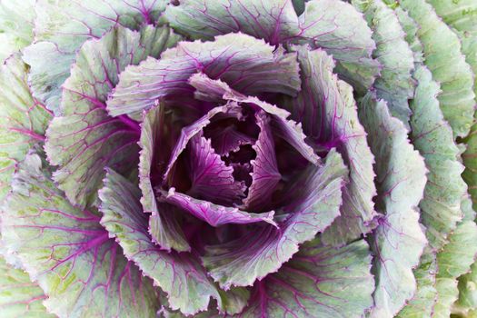 Fresh violet Cabbage (brassica oleracea) plant leaves