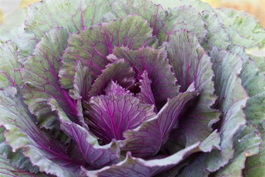 Fresh violet Cabbage (brassica oleracea) plant leaves